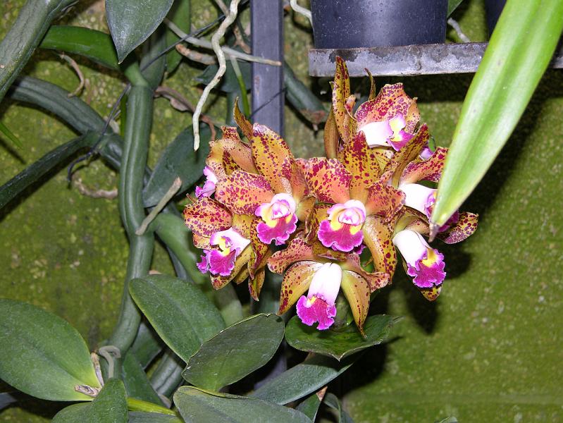 DSCN0515.JPG