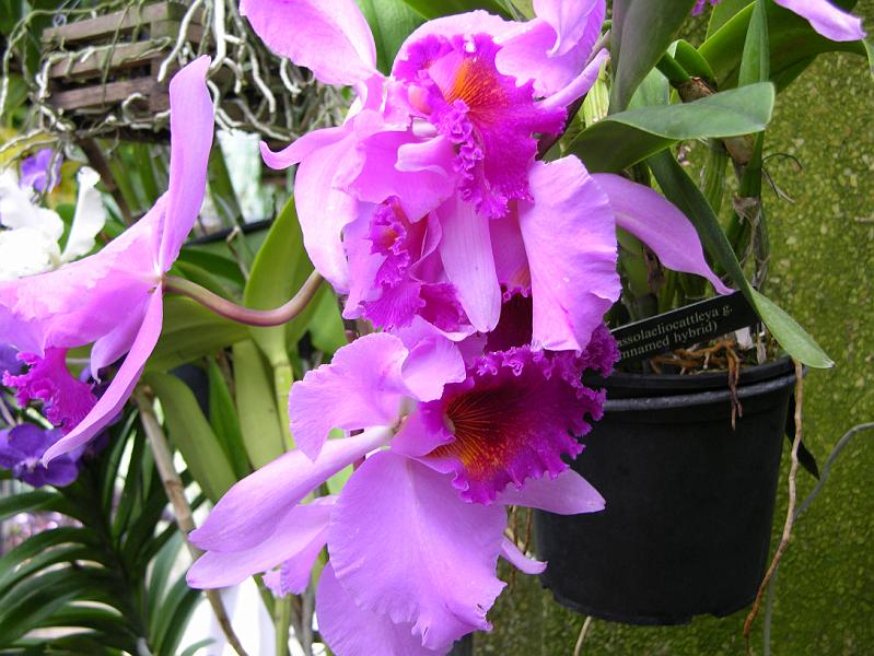 DSCN0517.JPG