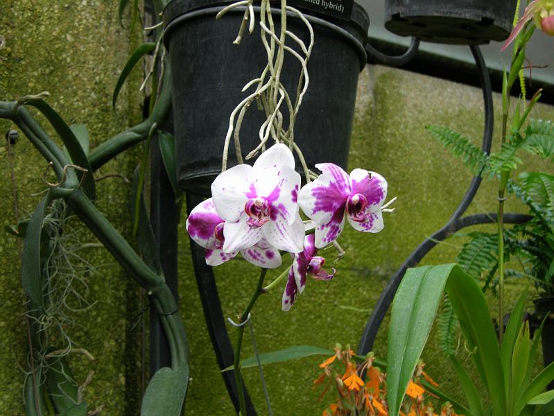 DSCN0518.JPG