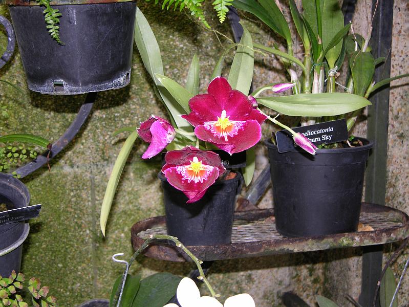 DSCN0519.JPG
