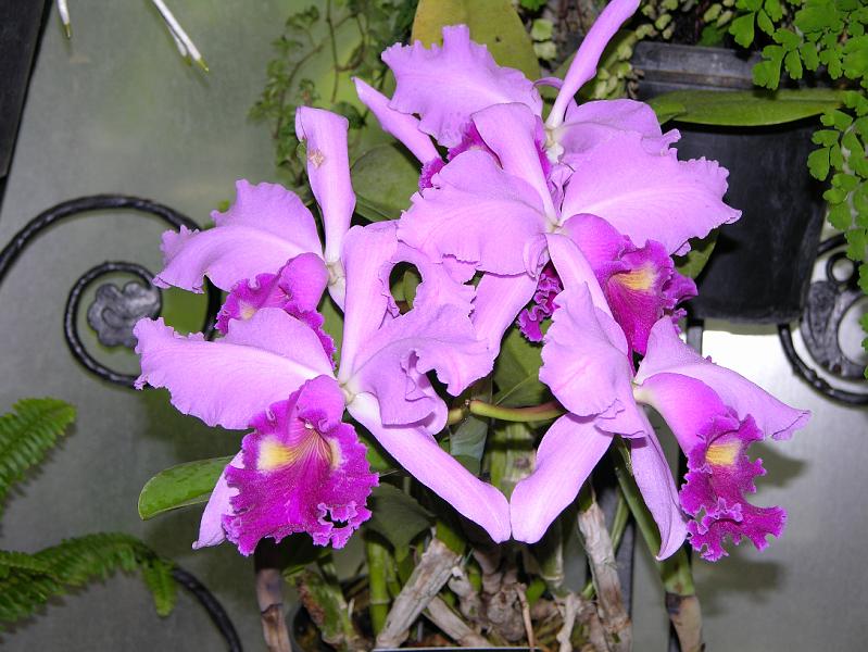 DSCN0525.JPG